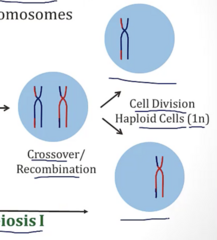 <p>- N: Each cell contains 1 centromere = 1N</p><p>- C: 2 copies of each chromosome as chromatids → 2C</p>