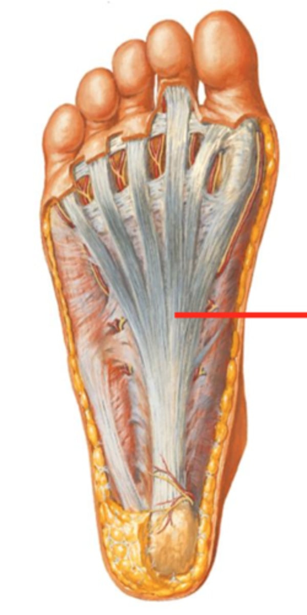 <p>sole of foot</p>