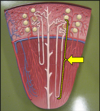 <p>What is the indicated structure?</p>