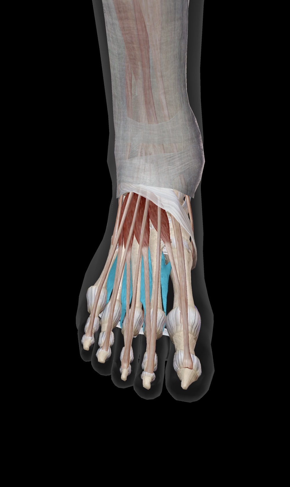 <p>What muscles are being shown here?</p><ul><li><p>Origin</p></li><li><p>Insertion</p></li><li><p>Action</p></li></ul><p></p>