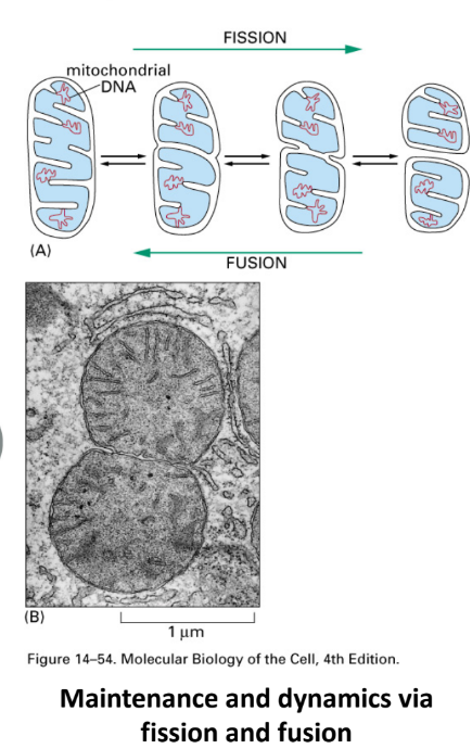 <ul><li><p>Mitochondria ≠ static → constantly Δshape through 2 processes</p><ul><li><p><strong>Fission</strong> = divide into 2 → cell division </p><ul><li><p>Ensures 2 daughter cells have mitochondria </p></li><li><p>Remove damaged sections of mitochondrial network </p></li></ul></li><li><p><strong>Fusion</strong> = 2 fuse tg → long organelle</p><ul><li><p>Share resources (proteins, healthy DNA) → repair/support underperforming sections of network</p></li></ul></li></ul></li></ul><p>Note: chloroplasts undergo <u>fission</u> but <u>NOT fusion</u></p><p></p>