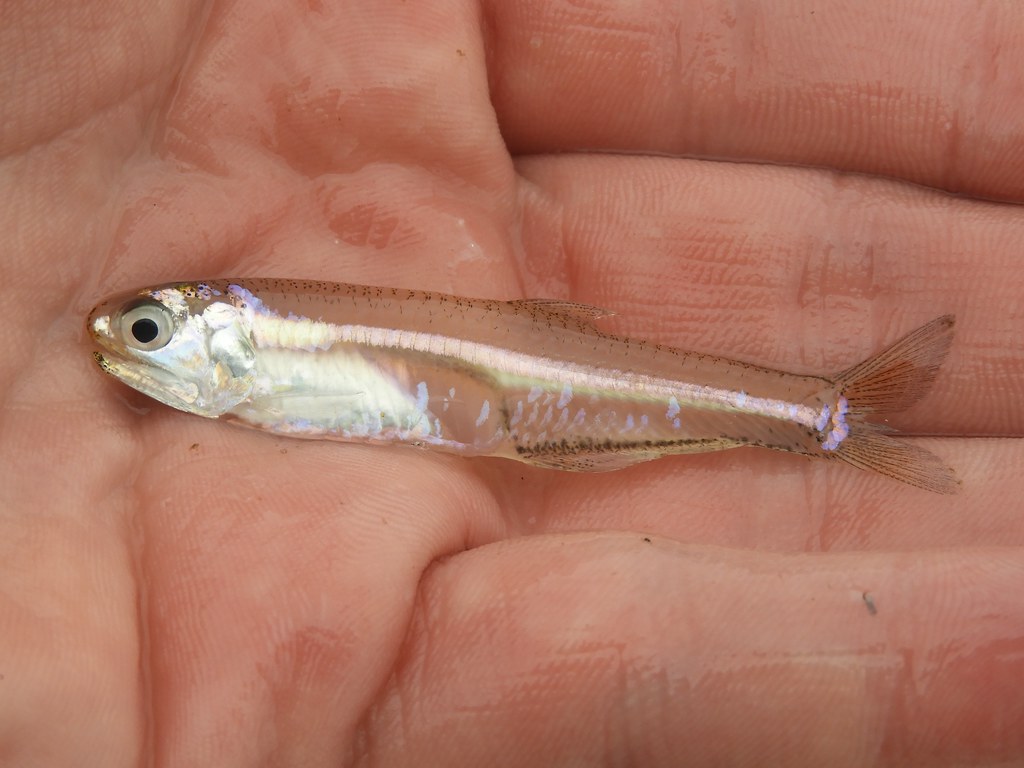 <p>Narrow silver stripe, clear</p>