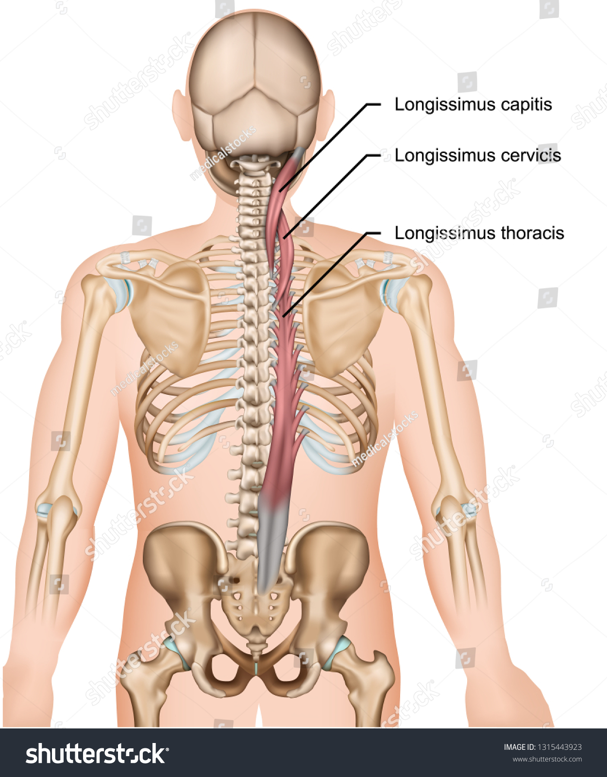 <p>longissimus</p>