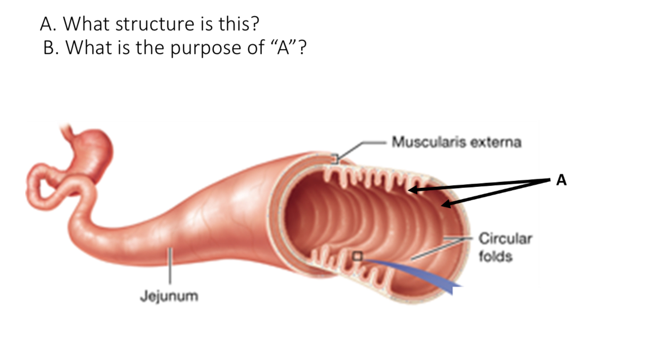 <p>What is the purpose of A?</p>
