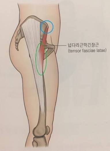 <p>넙다리근막긴장근 / 넓은 근막을 팽팽하게 하는 근육 / Tensor : 당기는 것, 팽팽하게 만드는 것 / Fascia : [ˈfæʃiə] 근막, 띠처럼 싸는 막 / Latae : [ˈleɪtiː] 넓은</p>