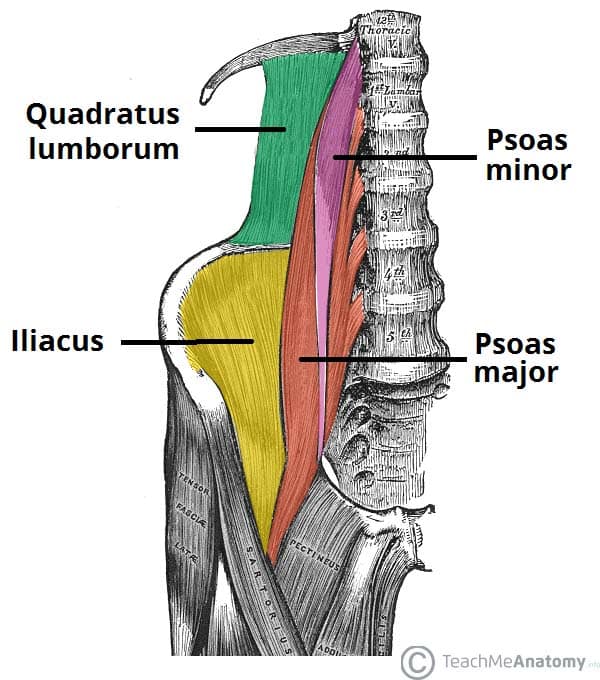 <p>Proximal Attachment (O): Sides of T12–L1 vertebrae and intervertebral discs</p><p>Distal Attachment (I): Pectineal line and iliopubic eminence via iliopectineal arch</p><p>Nerve: Anterior rami of lumbar nerves (L1, L2)</p><p>Action: Act conjointly in flexion and lateral rotation of hip joint and in stabilizing this joint when standing</p>