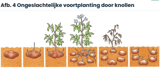 <p>Hoe vind ongeslachtelijke voortplanting plaats bij aardappelplanten?</p>