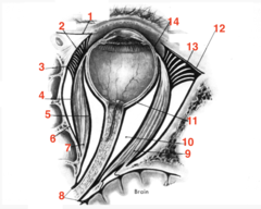 <p>what structure is 8?</p>