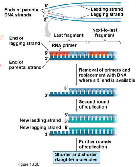 <p>The end of the lagging strand of linear chromosomes can’t be completely copied.</p><p>Each time the cell replicates the DNA it will become a little shorter.</p><p>Some cells have telomerase, an enzyme that repairs the ends to prevent them from shortening.</p>