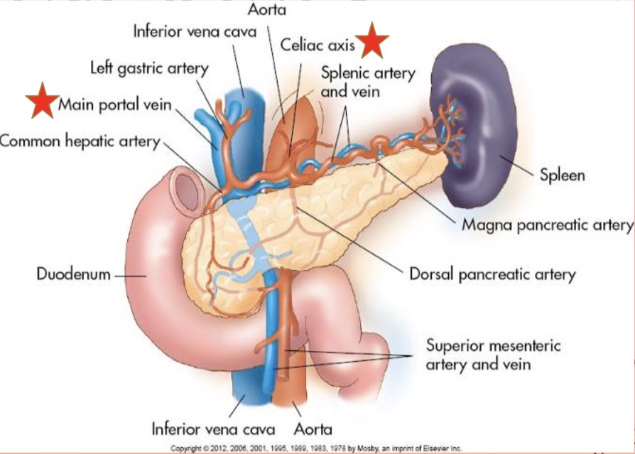 <p>“in the lap” of the C-loop of the duodenum</p>