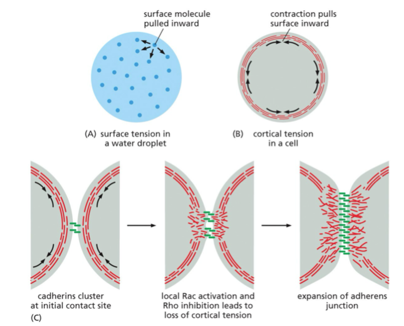 <p>Den bliver ofte <strong>stærkere</strong>, fordi koblingen til cytoskelettet forstærkes.</p>