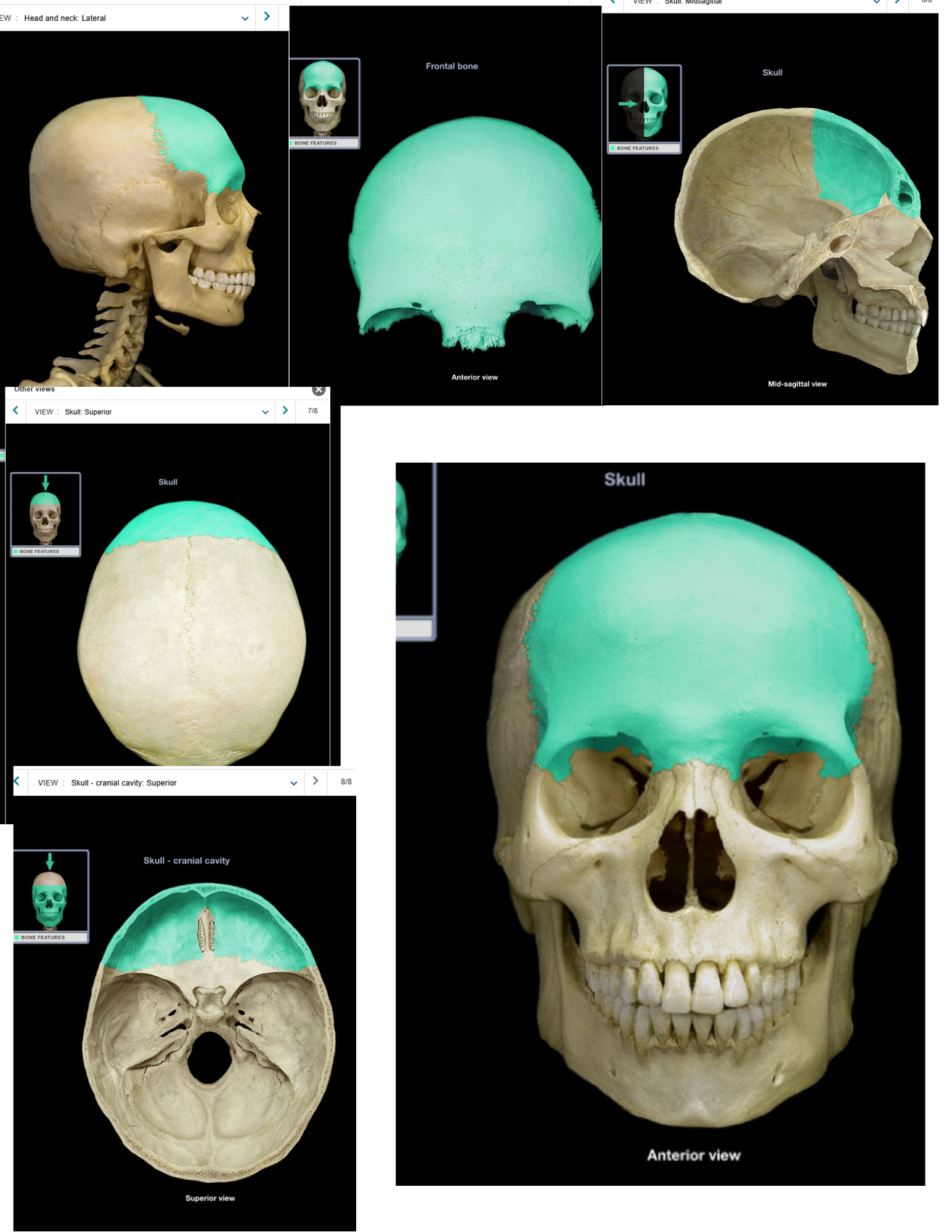 knowt flashcard image