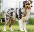 <p>welk type hond is dit</p>