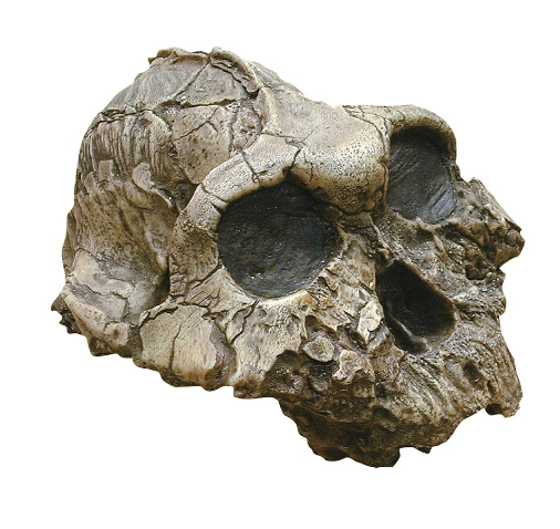 <ul><li><p>small brain (530cc)</p></li><li><p>small, non honing canines; very large premolars and molars</p></li><li><p>robust skull with sagittal crest </p></li></ul><p></p>
