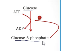<p>- Inhibited by G-6-P → Prevents cells from hoarding glucose </p><p>High [G-6-P] means cells have satisfied their metabolic requirements, meaning it doesn't need more glucose → prevents further rxns from Hexokinase</p>