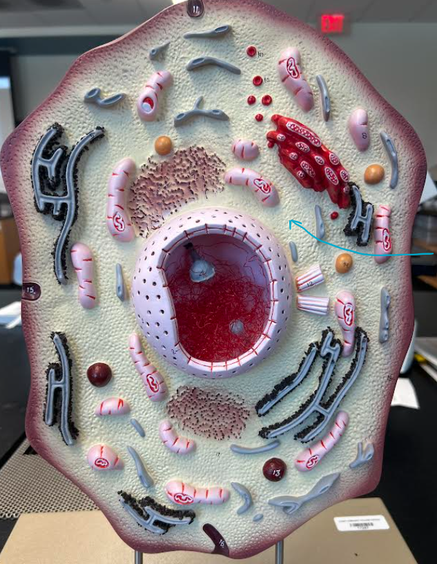 <p>ID part of cell </p>