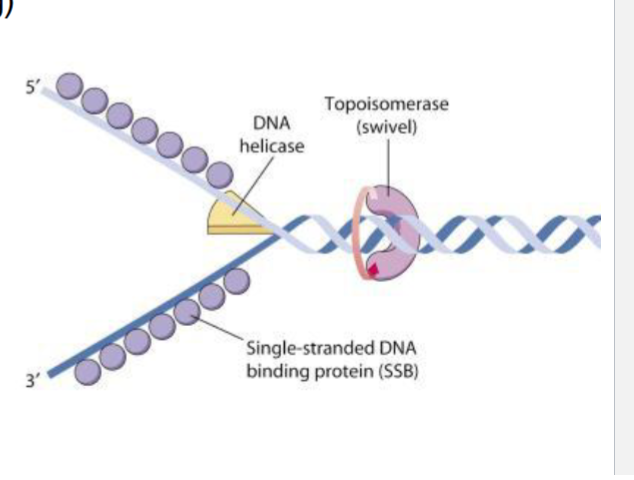<p>bind and stabilize the short lasting DNA -topisomerase I → cannot re-ligate = accumulate single stranded breaks</p><p>S-phase (where DNA replication is happening)</p>