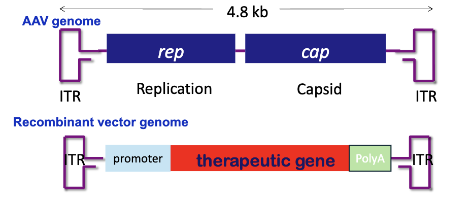<ul><li><p>non-enveloped single stranded DNA virus</p></li><li><p>requires a helper virus to produce infectious particles</p></li></ul><p></p>