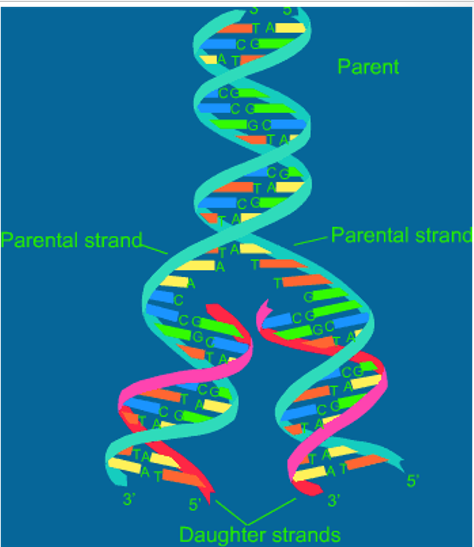 <p>DNA must be replicated for growth and reproduction</p><p>cells must have <strong>nucleotides </strong>available → from <strong>food </strong></p><p><strong>semi-conservative</strong> → new double helices each contain <strong>one </strong>original (<strong>parent</strong>) <strong>strand </strong>and <strong>one </strong>new (<strong>daughter</strong>) <strong>strand</strong></p><p>number of <strong>enzymes required</strong></p>