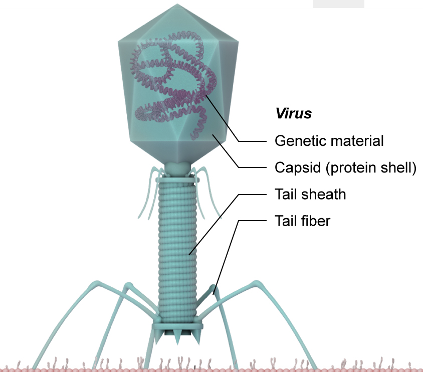 <ol><li><p>genetic material </p></li><li><p>capsid (protein shell)</p></li><li><p>tail sheath</p></li><li><p>tail fiber</p></li></ol><p></p>