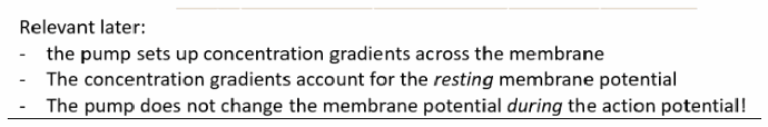 <p>The pump sets up and maintains the concentration gradients across the membrane that account for the resting membrane potential. However, the pump itself does NOT change the membrane potential during an action potential — that is driven by channels opening and closing.</p>