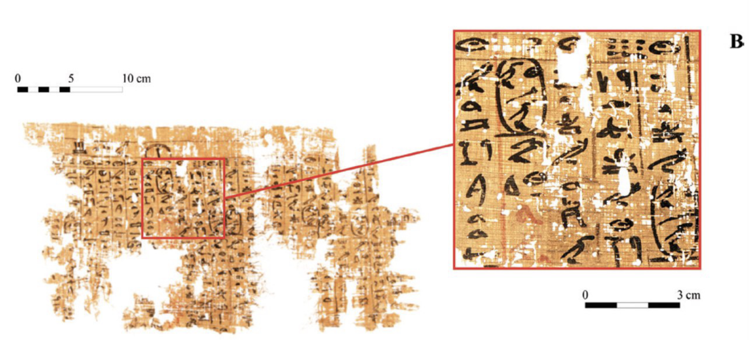 <p>Egyptian</p>