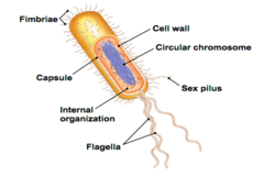 <p>Fimbria- are appendages found on many Gram-negative (and some Gram-positive) bacteria that allow them to attach to other bacteria, cells, or inanimate objects.</p>