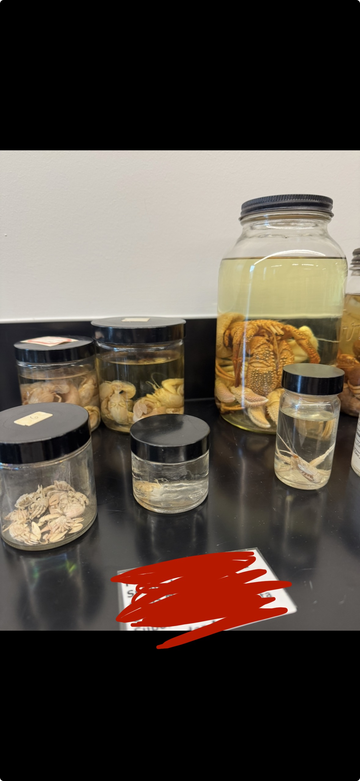 <p>Phylum?</p><p>Subphylum?</p><p>Class?</p><p>Order?</p><p>Suborder?</p><p>Infraorder?</p>