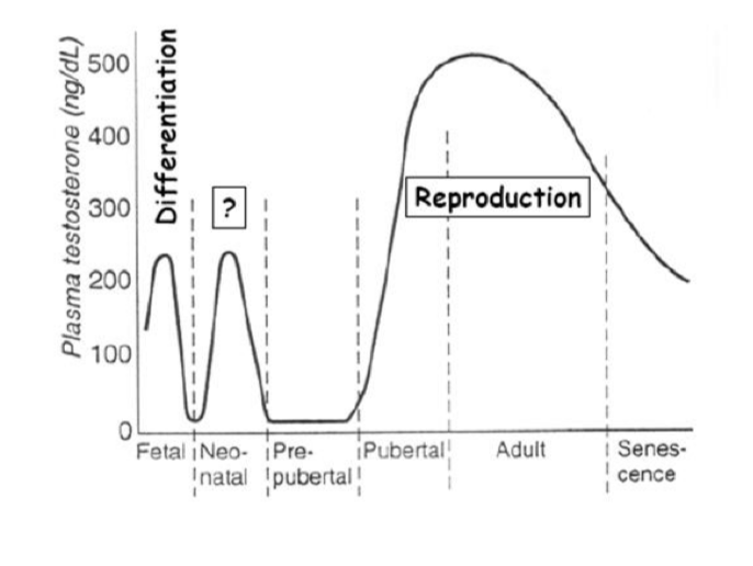 <ul><li><p>more testosterone produced in adults life For reproduction</p></li><li><p>Decrease later through age</p></li></ul><p></p>