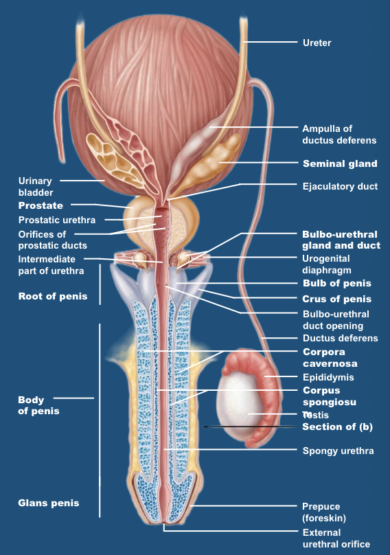 <p>bulbourethral glands</p>