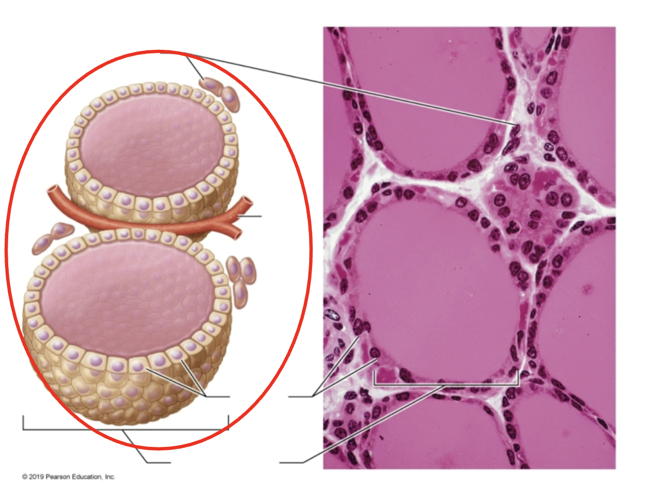 <p>Identify the structure circled</p>