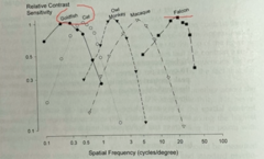 <p>Based on the following graph, the ________ has the highest contrast sensitivity for high spatial frequencies</p>