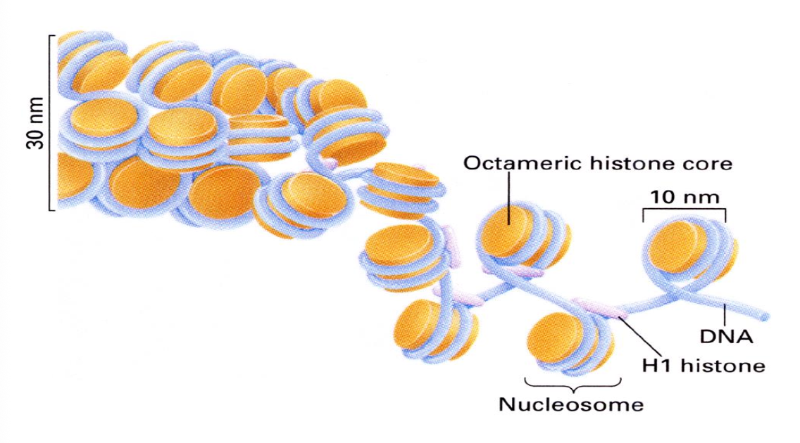 <p>DNA wrapped twice around histones - forms the nucleosome </p>