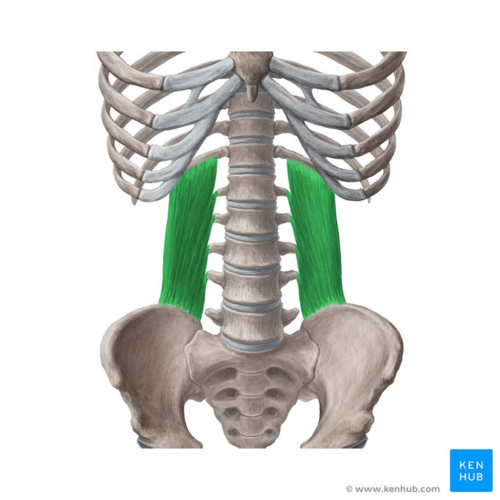 <ul><li><p>quadratus lumborum m.</p></li></ul><p></p>