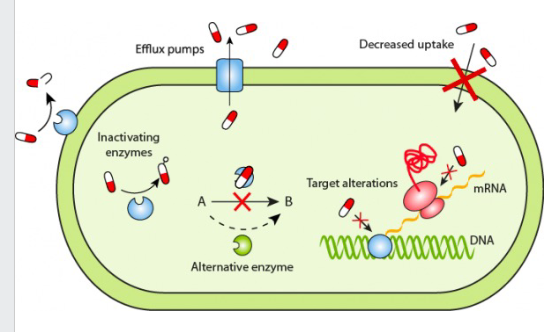 <p>Mechanisms of Antibiotic Resistance</p>