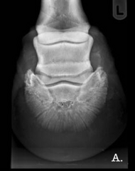 <p>What radiographic projection is this?</p>