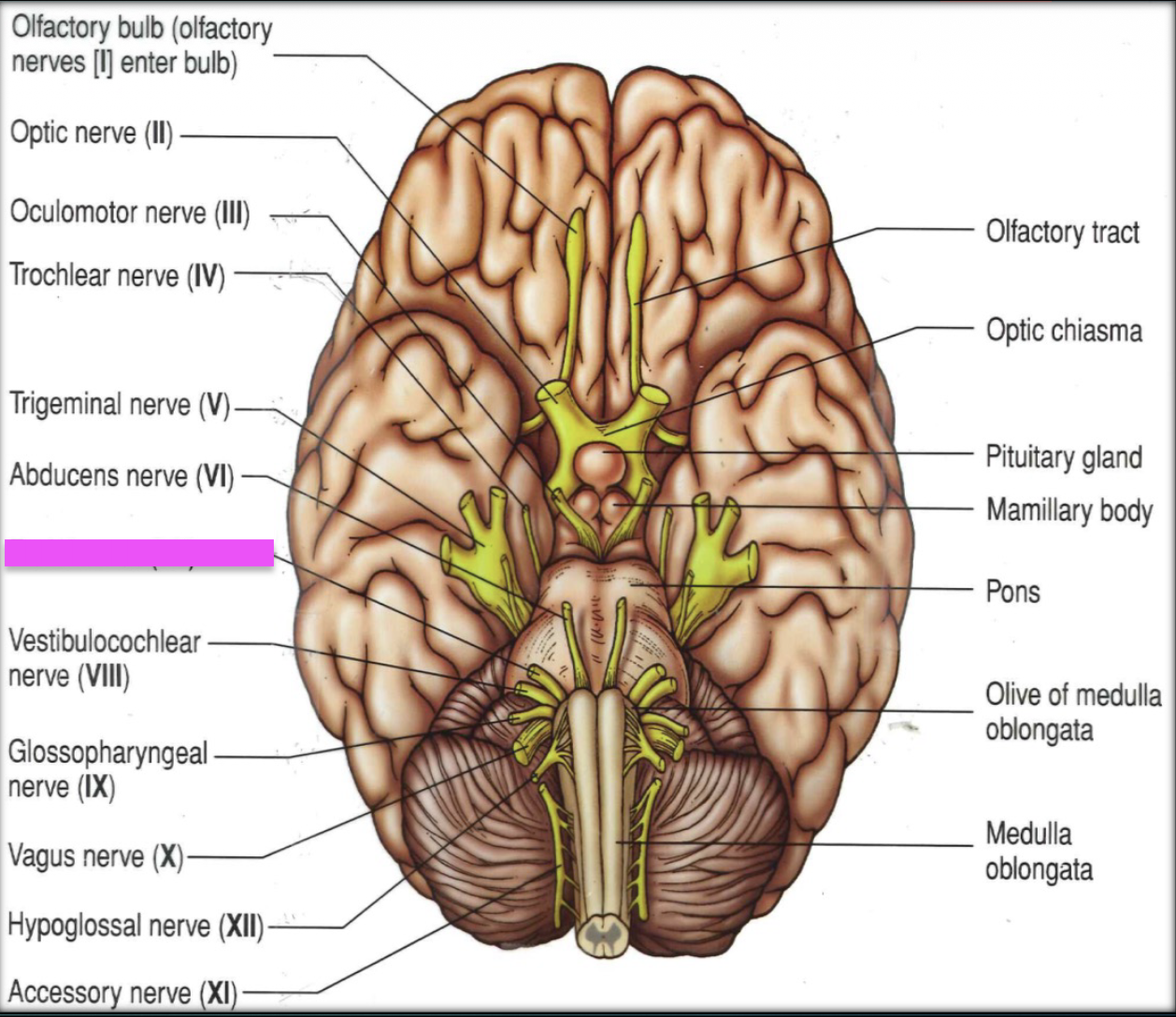 knowt flashcard image