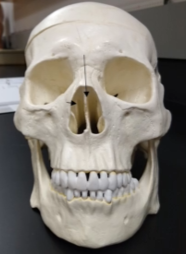 <p>What are these bones (inner nose)?</p>