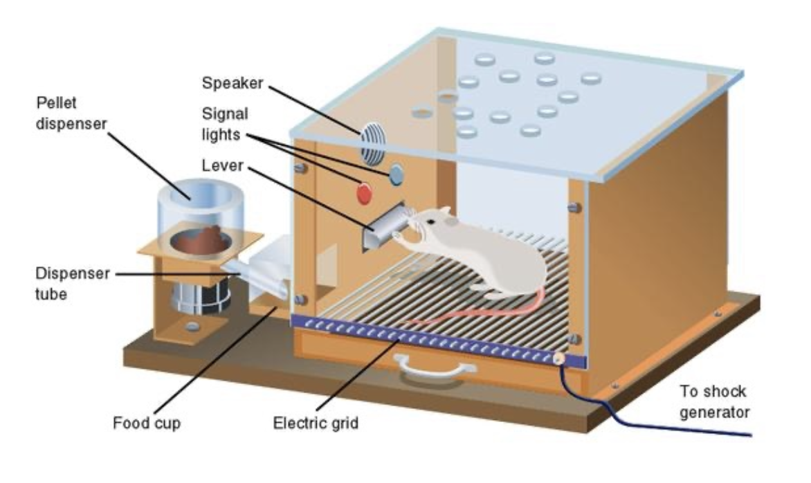 <p><span>Pressing the lever was the target behaviour, which could be</span></p><p><span>strengthened through reinforcement and weakened through punishment.</span></p><ul><li><p><span>a controlled environment in which to study the behavior and learning of laboratory animals</span></p></li><li><p><span>For example, the rat might receive a food pellet each time it presses the lever. In this case, we would say that the lever-pressing has been <strong>positively reinforced </strong>by receiving a rewarding consequence.</span></p></li></ul><p></p>