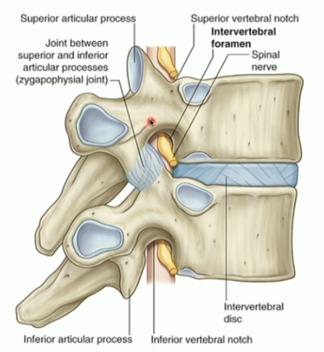 <p>Vertebral bodies and IVD - <strong>anterior</strong></p><p>Pedicles - <strong>superior/inferior</strong></p><p>Zygapophyseal joint - <strong>posterior</strong></p>