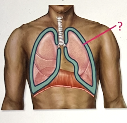 <p>Identify the serous membrane. Be sure to include whether it is visceral or parietal layer in your answer.</p>