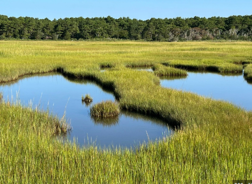 <p>Marsh</p>