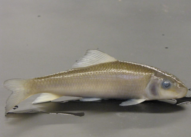 <p>Common name, Family, Scientific Name?</p>