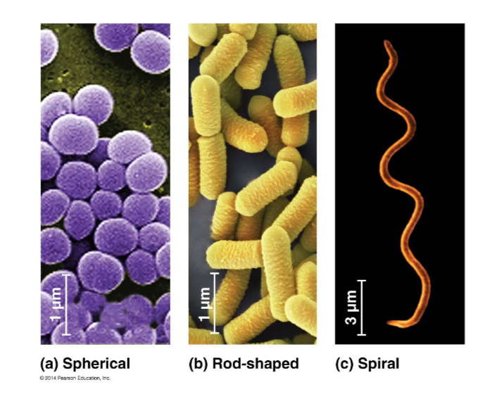 <p><span>3 Common Groups of Bacteria Shape: </span></p><ul><li><p><span>Coccus (spherical) (plural: cocci)</span></p></li><li><p><span>Bacillus (rod-shaped) (plural: bacilli)</span></p></li><li><p><span>Spirillum / Spirochete (spiral) (plural: spirilla)</span></p></li></ul><p><span>* Cocci and bacilli can form clusters of various sizes</span></p><p></p>