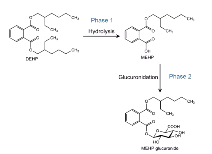 <p>Di(2-ethylhexyl) phthalate (DEHP) is a commonly used plasticiser. Polymers when first produced as plastics are useless so plasticisers are added to make the product malleable. The issue is that these plastics are binded to the material and easily leached. So it is likely everyone has DEHP in their body — however it can be metabolised and excreted easily. </p>