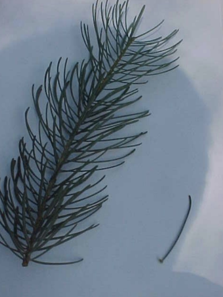 <p>What is this branch? </p>