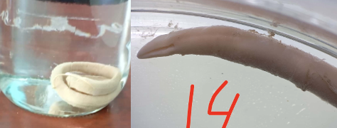 <p><strong>FILO<br>SUBFILO (SUBGRUPO)<br>CARACTERÍSTICAS<br>HÁBITAT</strong></p>