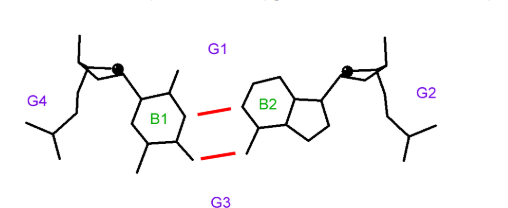 <p>is G1 the major or minor groove and why?</p>