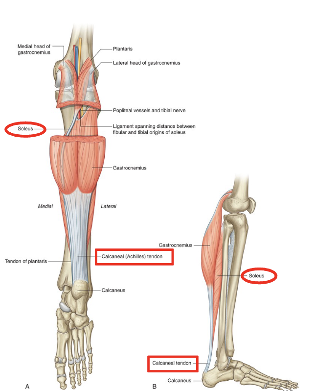 <p>O: proximal 2/3 of posterior tibia and fibula</p><p>I: posterior calcaneus via calcaneal tendon</p><p>A: plantar flexion of foot</p>