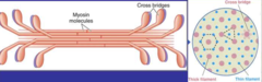 <p>cross bridges</p>
